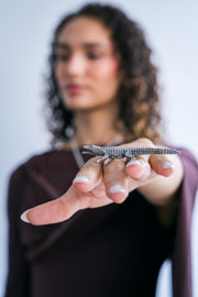 Anillo Cocodrilo